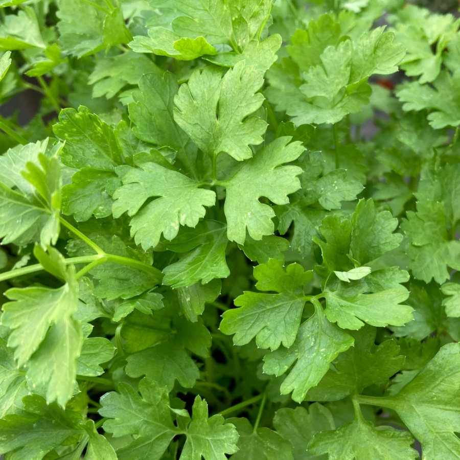 Parsley Seeds Plain Leaf